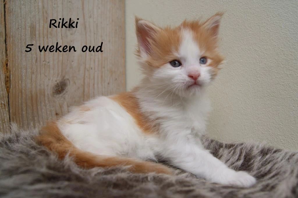 Rikki